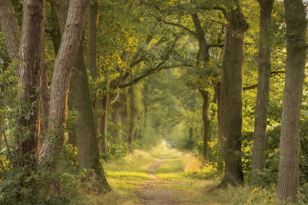 Eckartdal park, Eindhoven