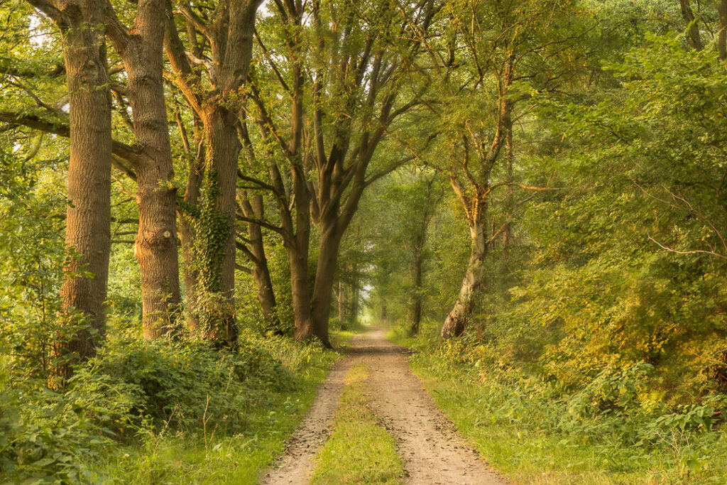 Eckartdal park, Eindhoven