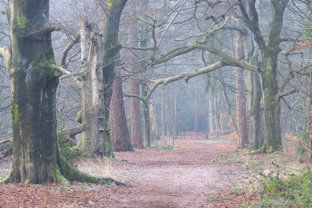 Herbertusbos Heeze