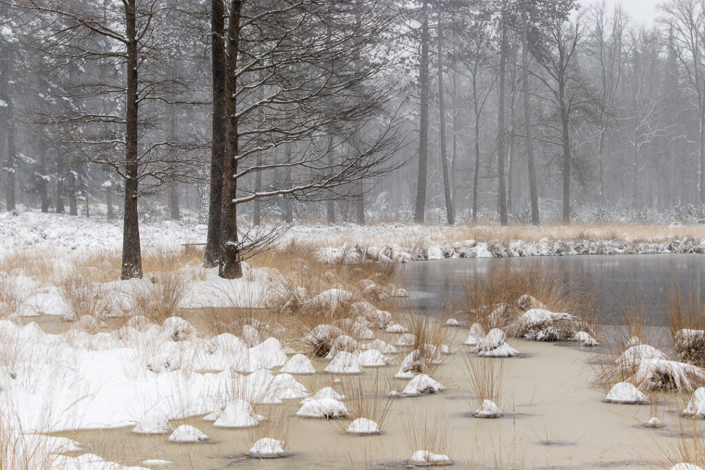 de Stiphoutse bossen