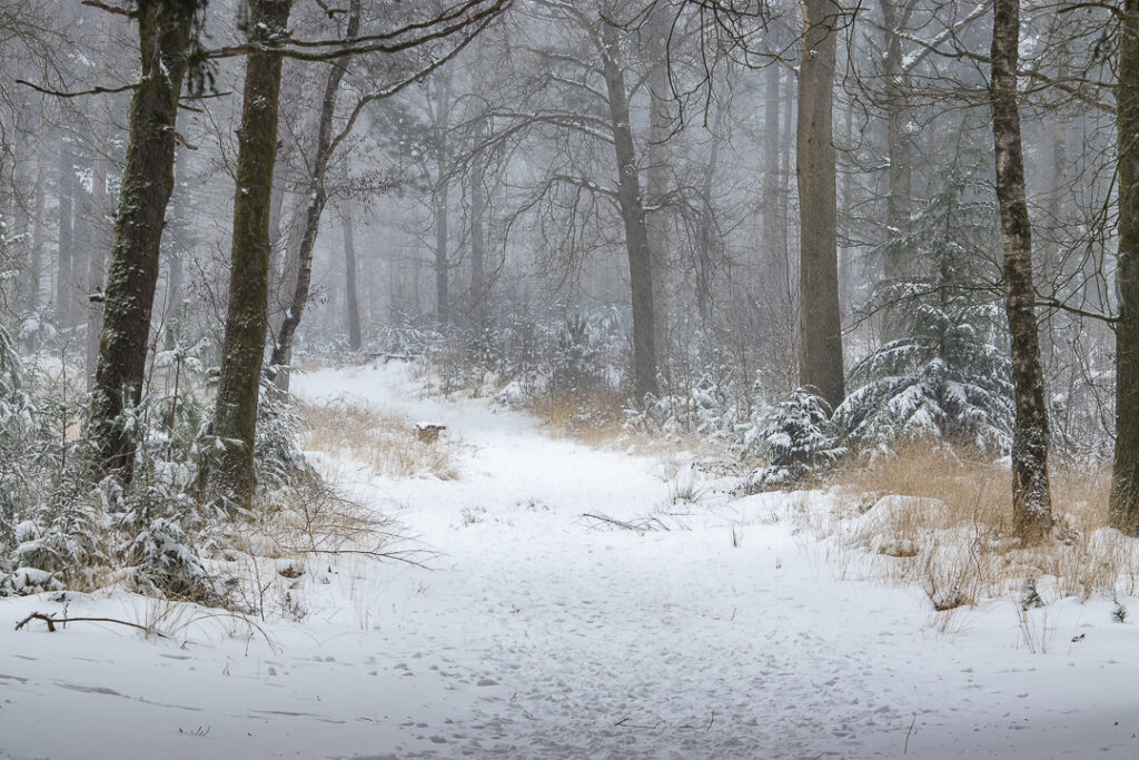 de Stiphoutse bossen