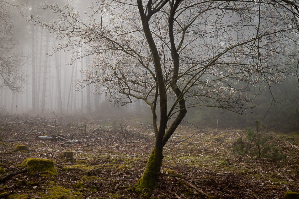 Leenderbos