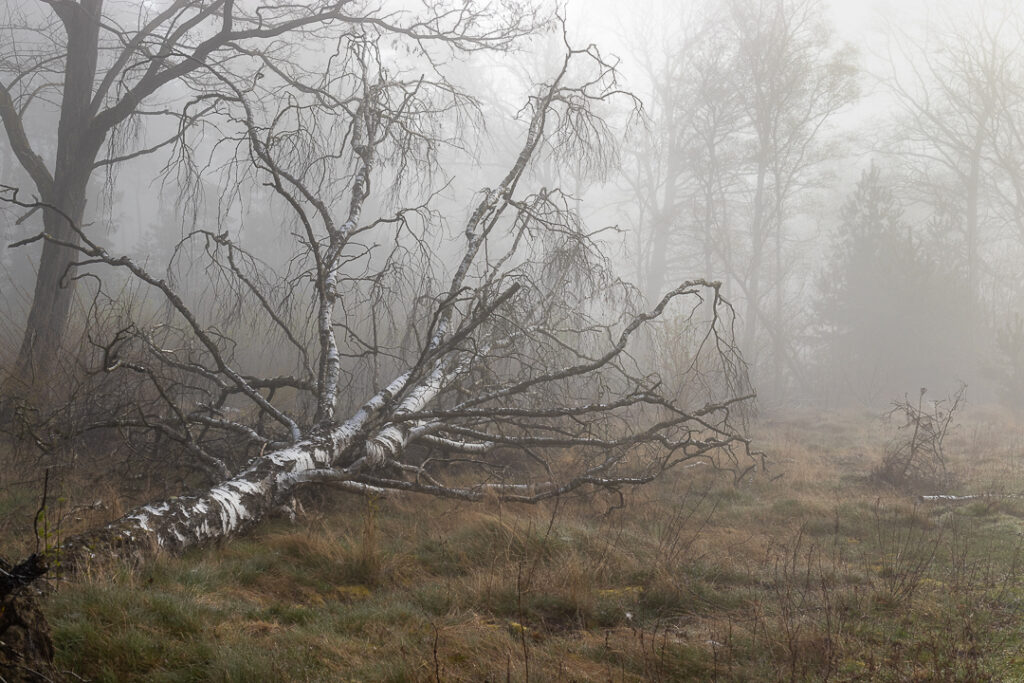 Leenderbos