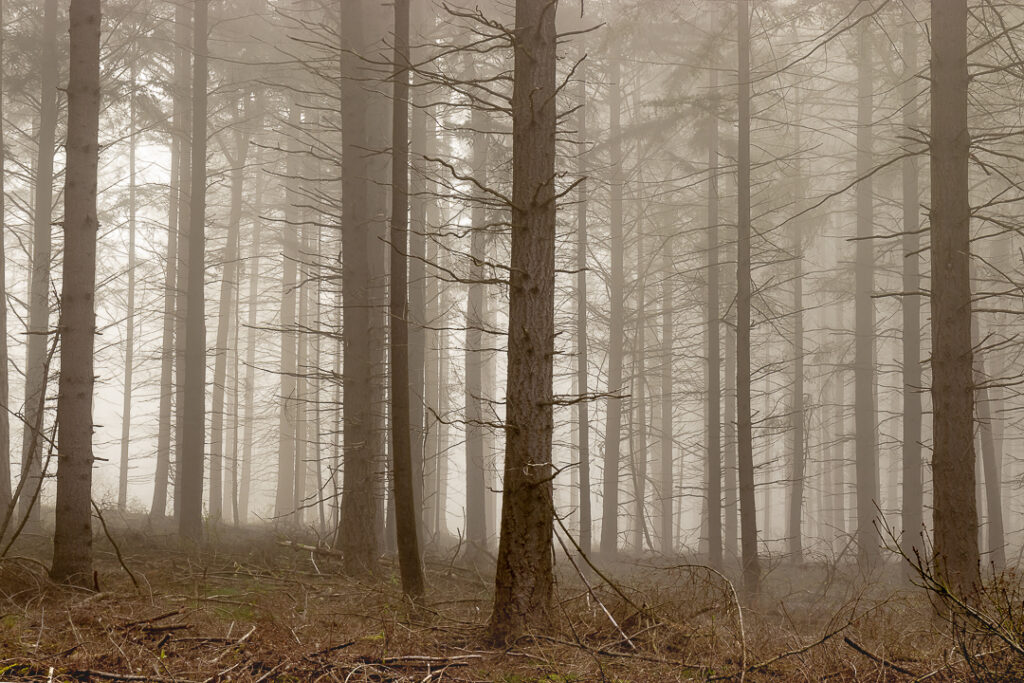 The rhythm of the trees, Leenderbos