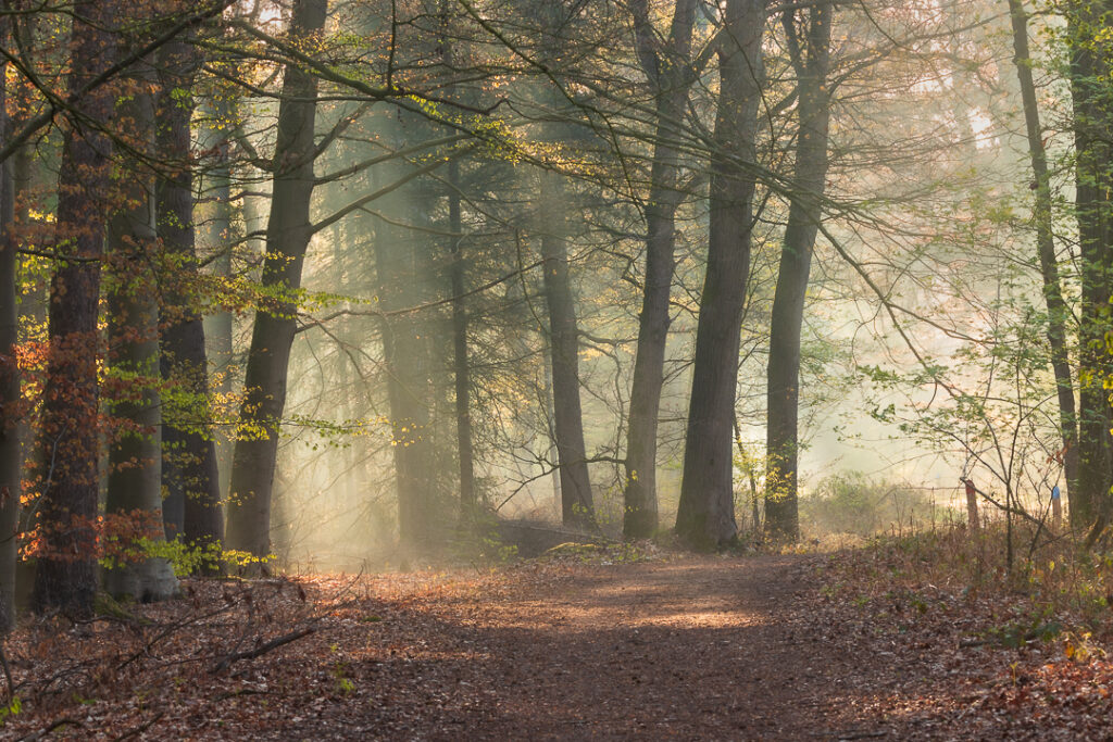 Herbertusbos Heeze