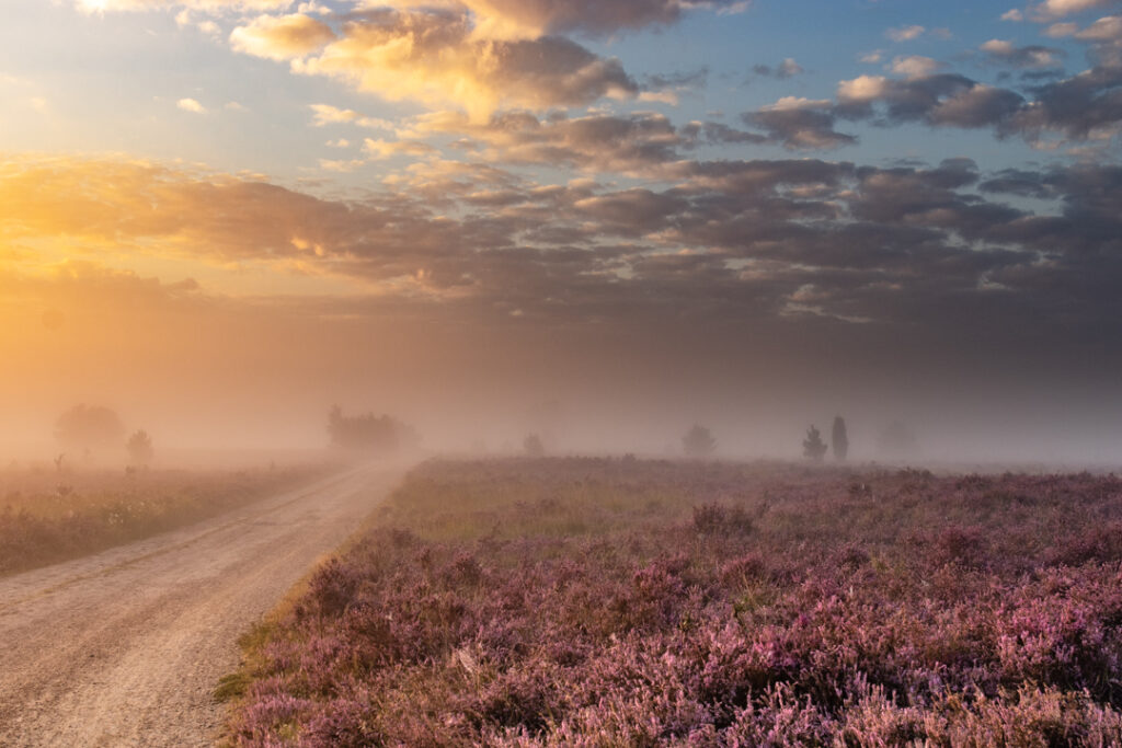 Strabrechtse Heide, bloeiende heide