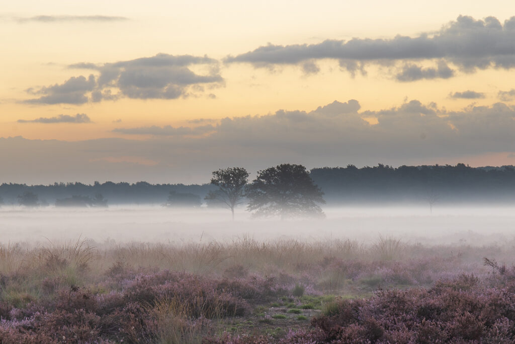 Regte Heide Goirle