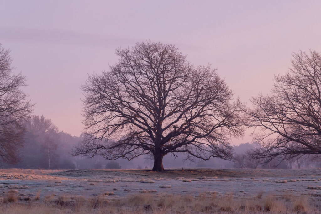 Strabrechtse Heide