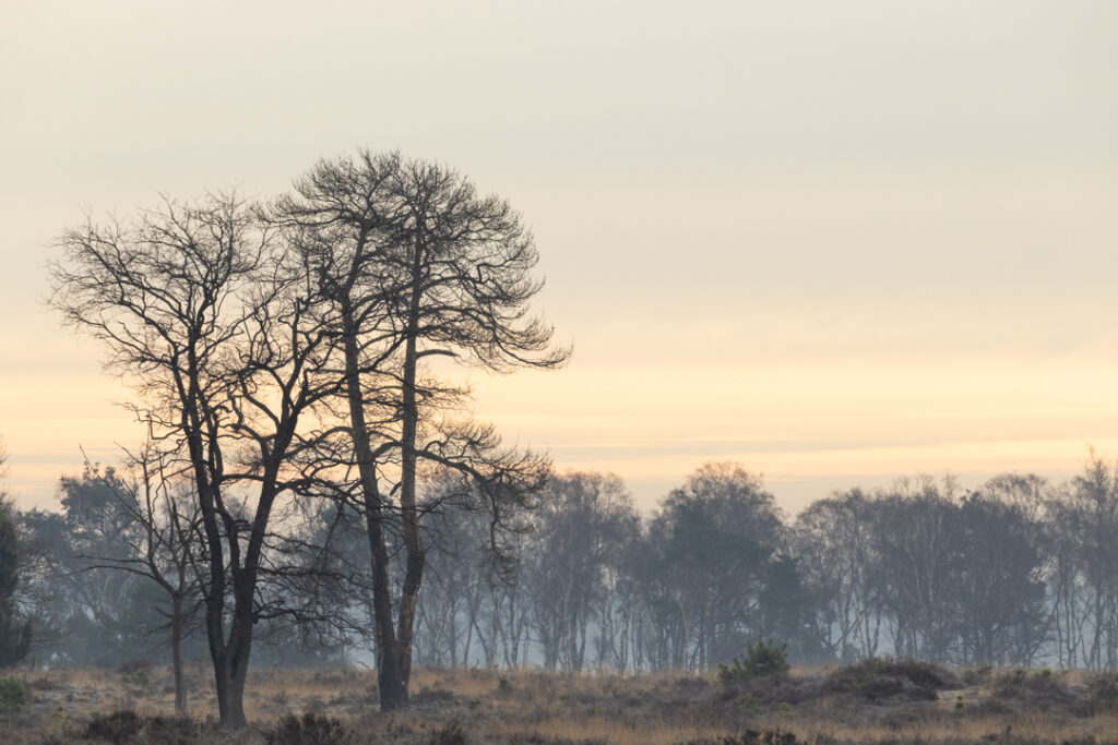 Strabrechtse Heide