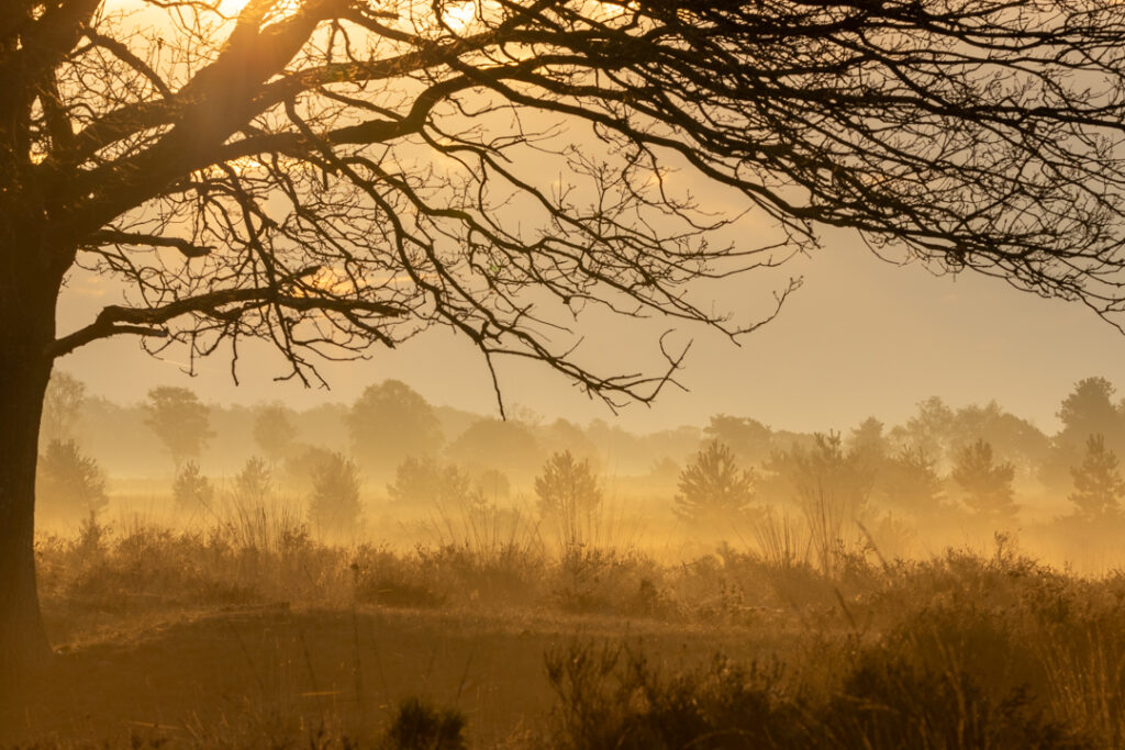 Strabrechtse Heide