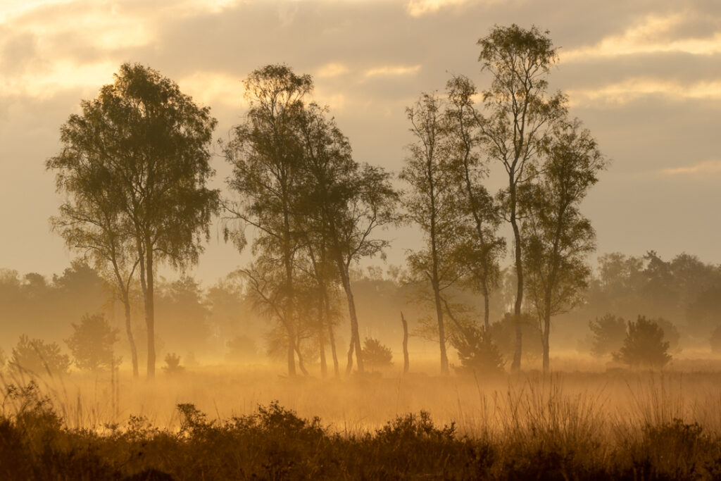 Strabrechtse Heide