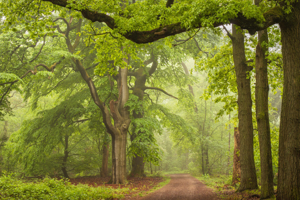 Herbertusbos Heeze