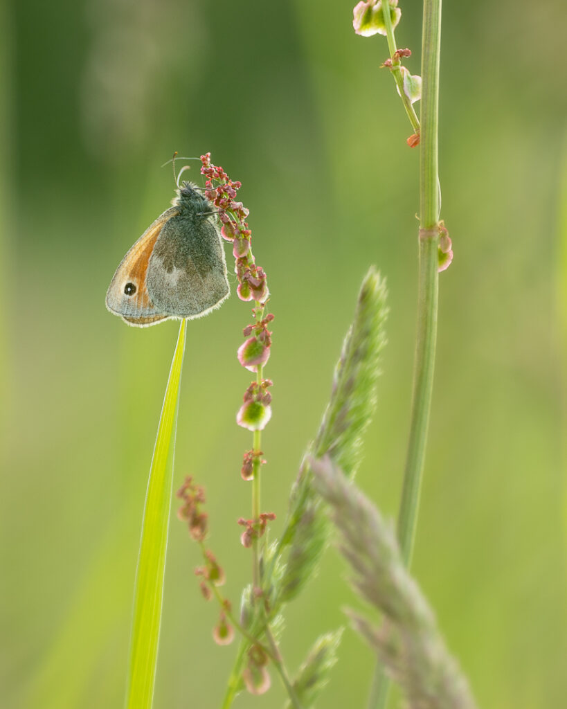 vlinders, Hooibeestje