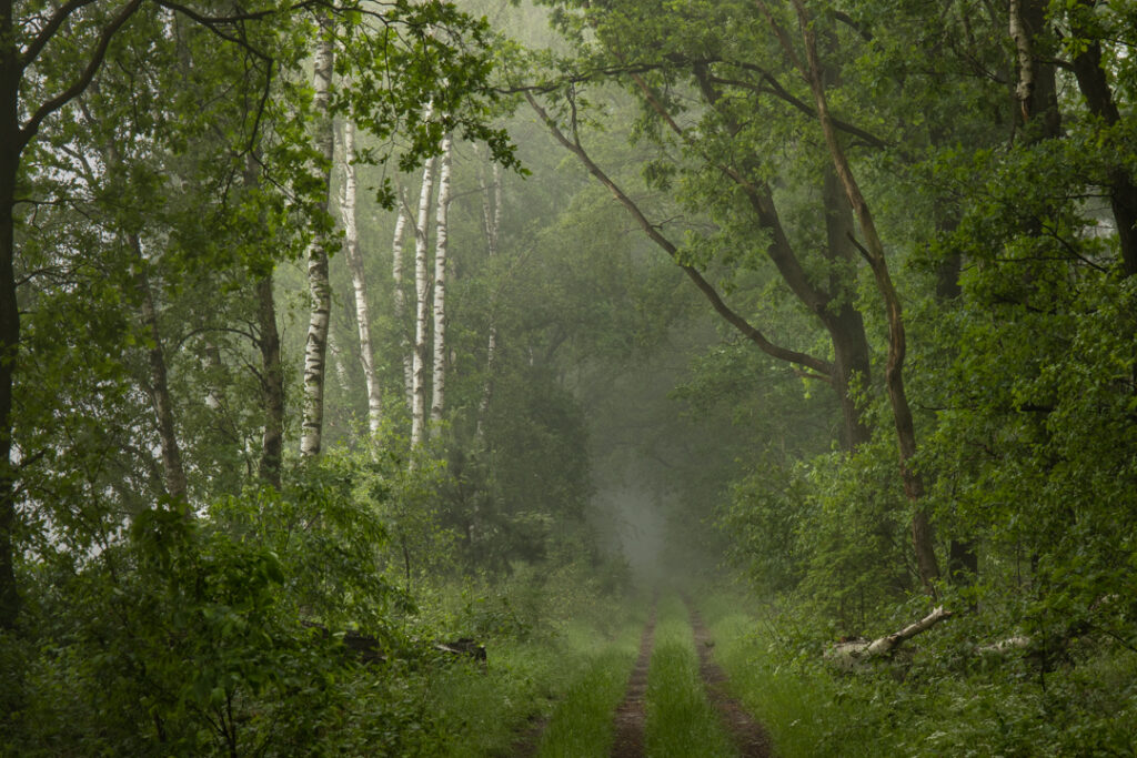 Groote Heide, Leende