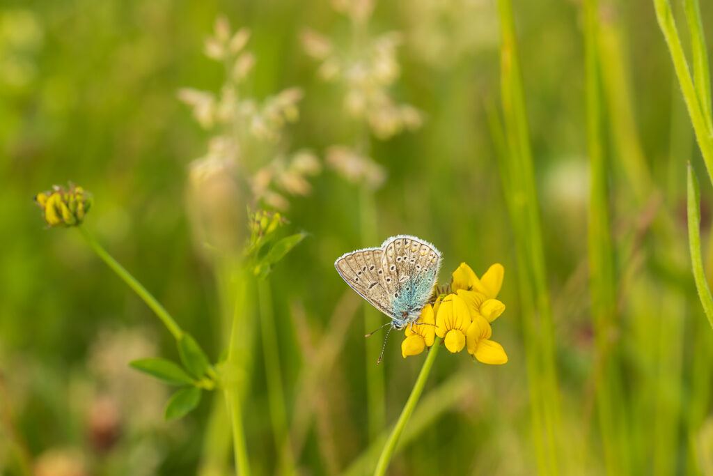 vlinders, blauwtjes, Icarusblauwtje