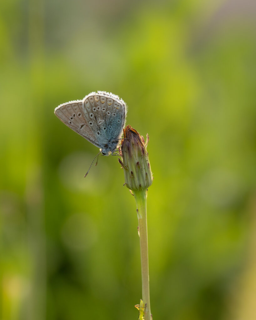 vlinders, blauwtjes, Icarusblauwtje