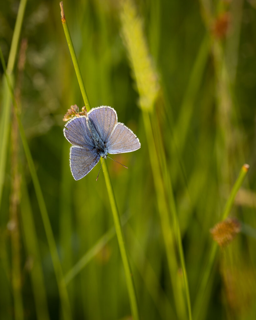 vlinders, blauwtjes, Icarusblauwtje