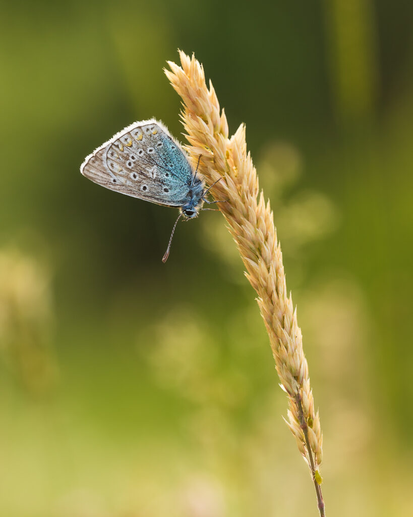 vlinders, blauwtjes, Icarusblauwtje