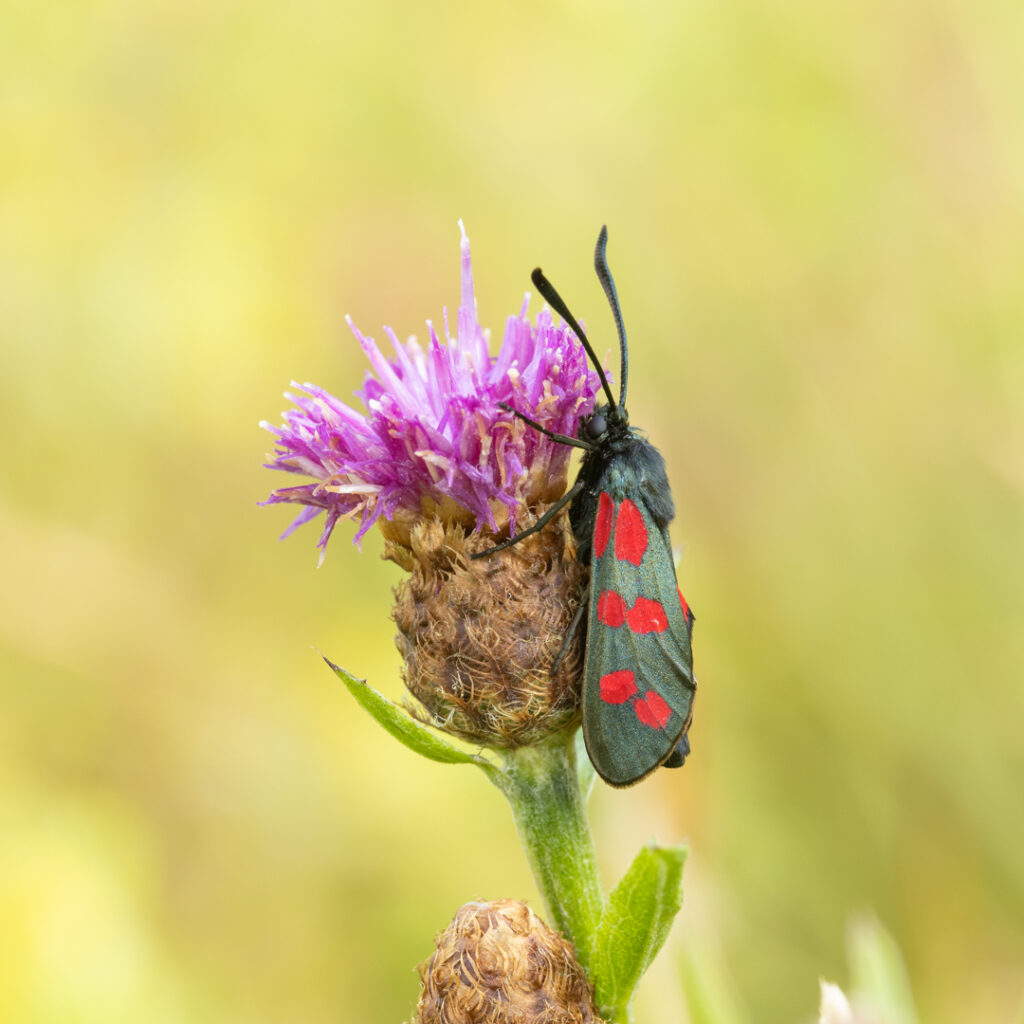 vlinders, nachtvlinder, sint-jans vlinder