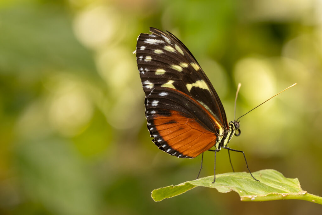 Heliconius hecale (Tiger longwing)