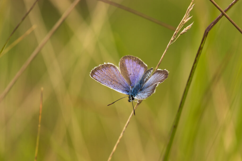 vlinders, blauwtjes, Heideblauwtje