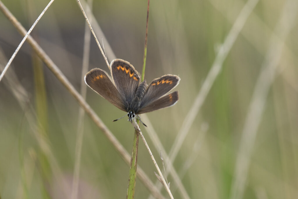 vlinders, blauwtjes, Heideblauwtje