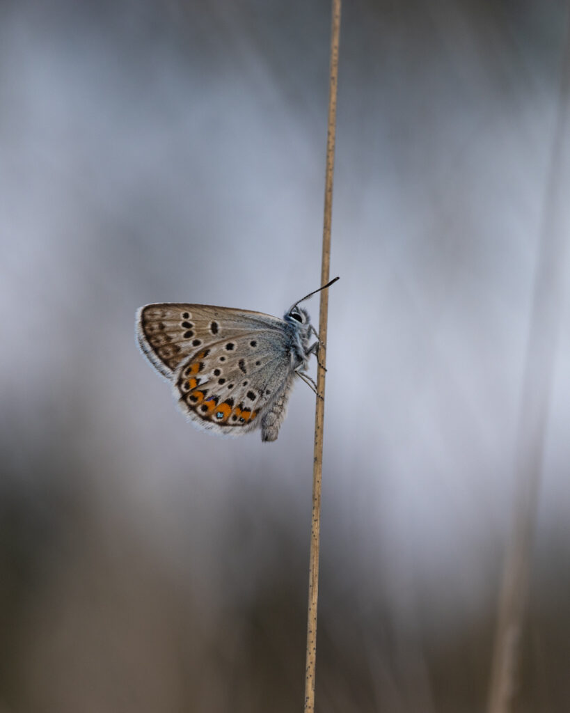 vlinders, blauwtjes, Heideblauwtje