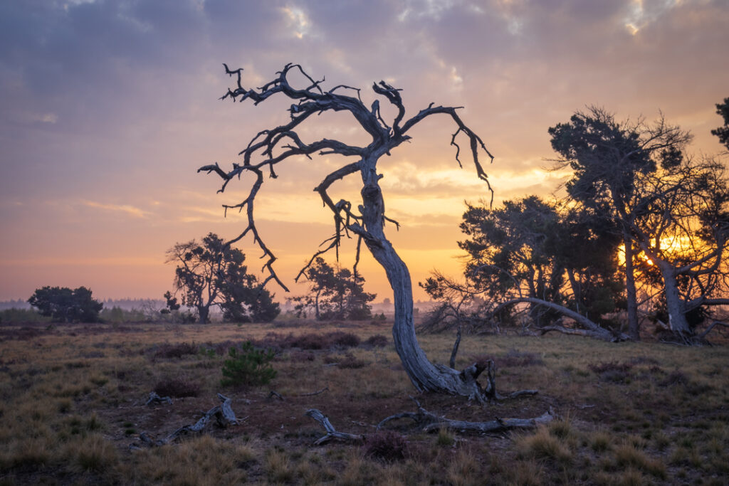 Strabrechtse heide