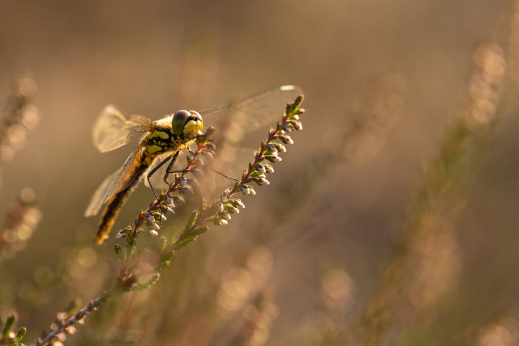 heidelibel