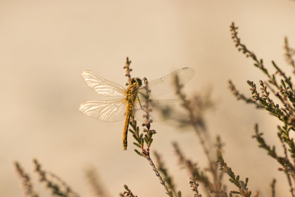 heidelibel